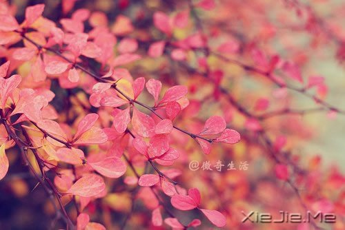 风雨的前方，那是彩虹的方向 (4)